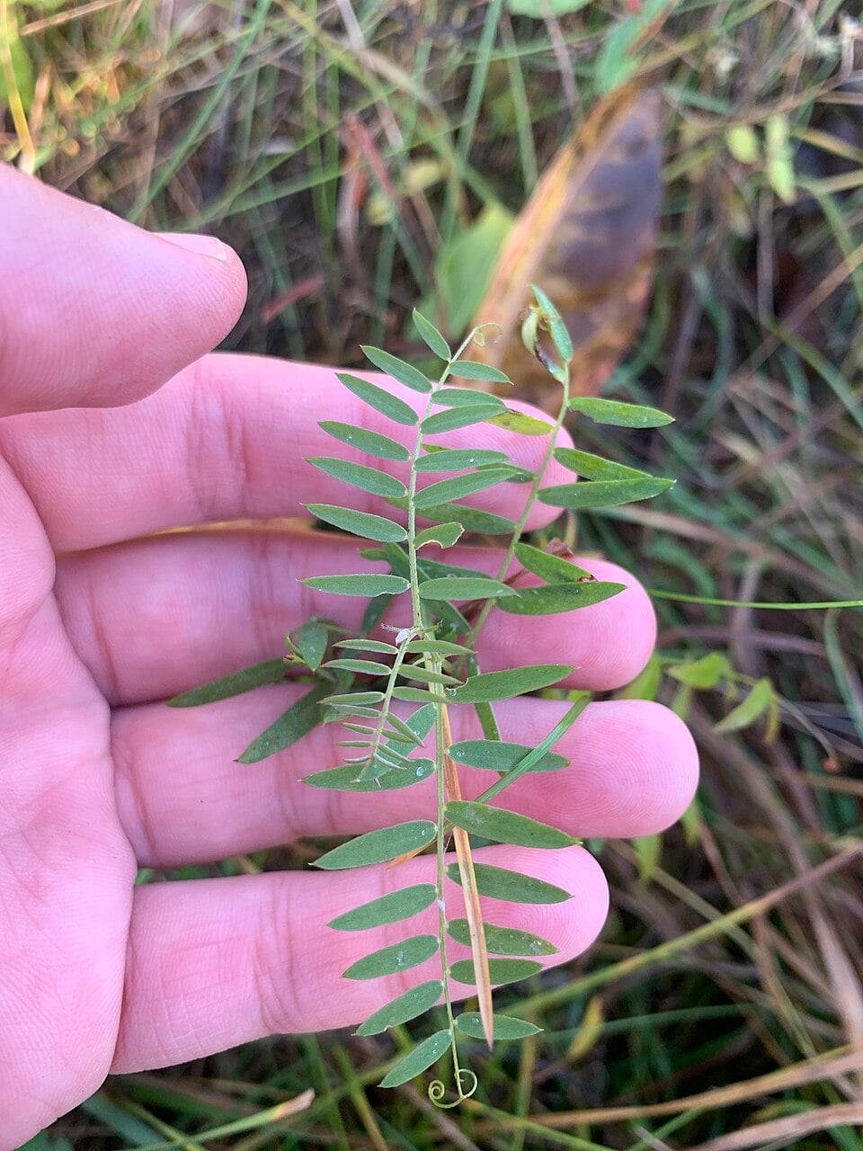 Tufted vetch