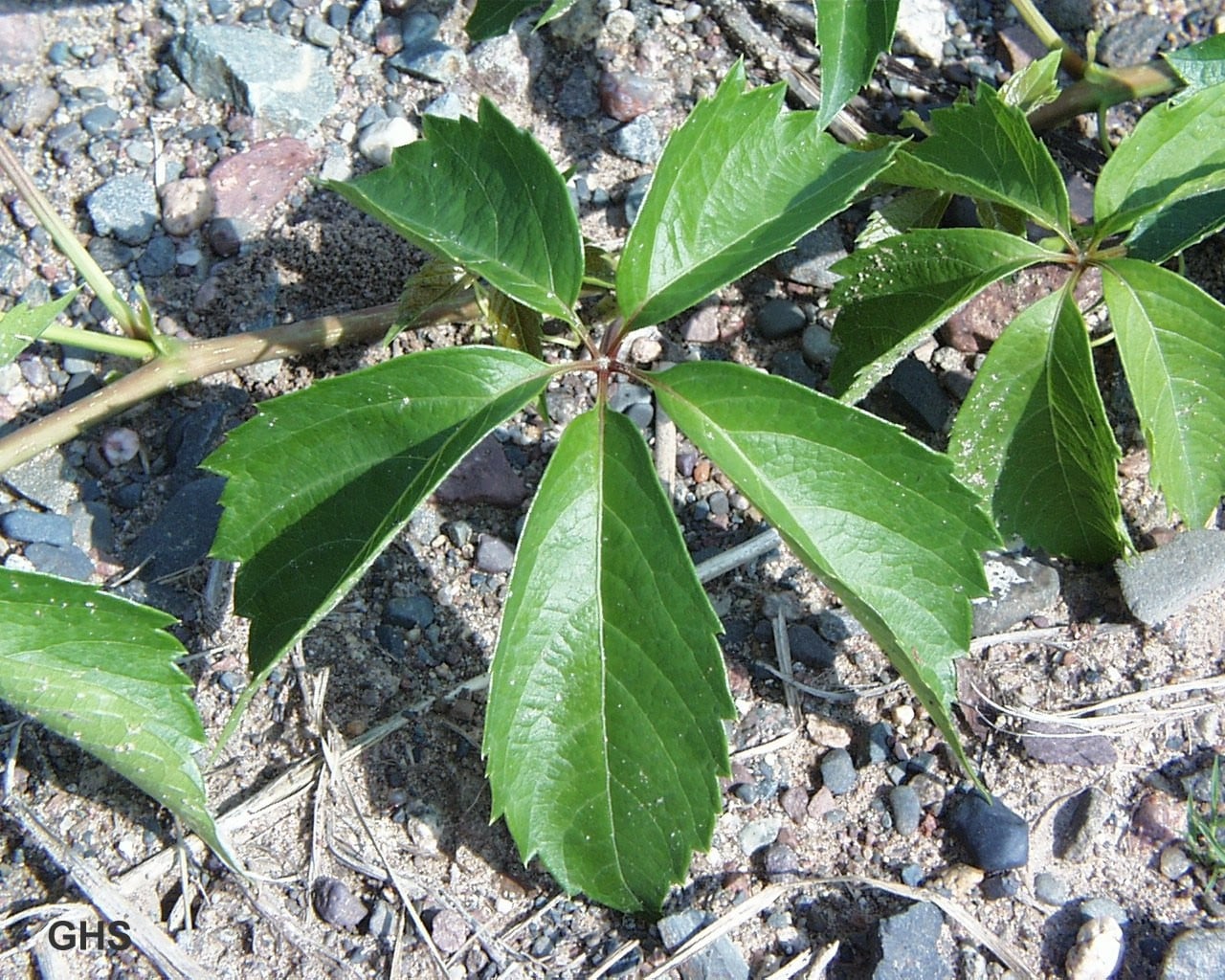 Virginia creeper