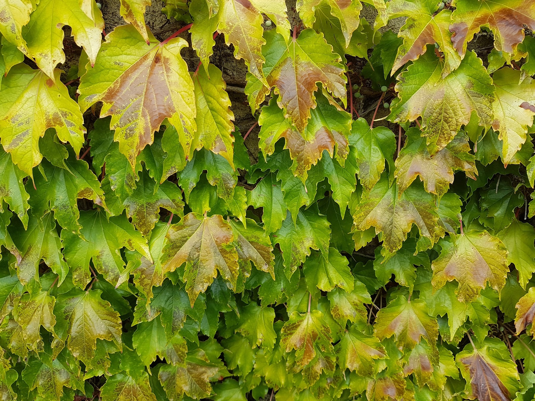 Boston ivy