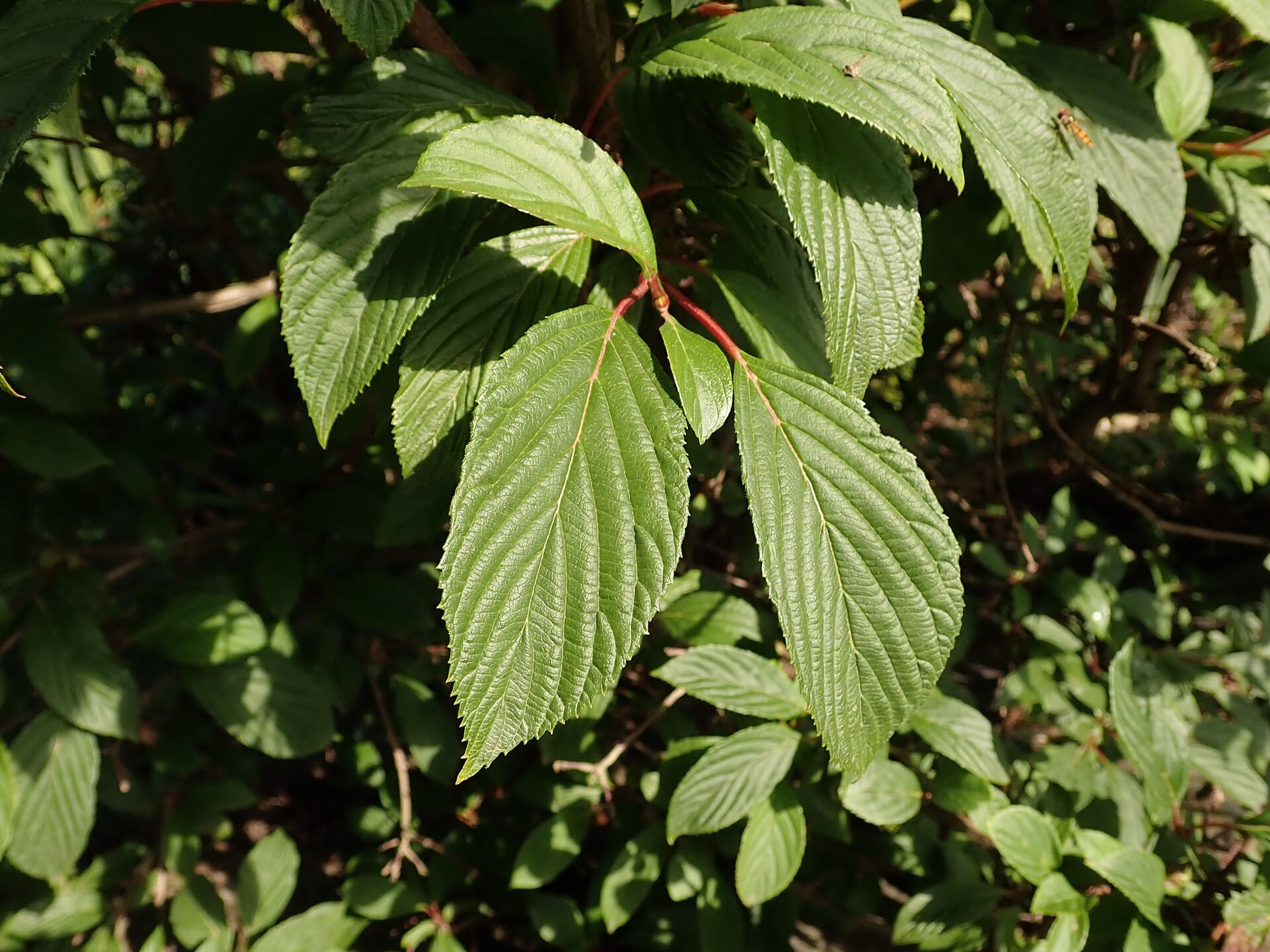 Bodnant viburnum