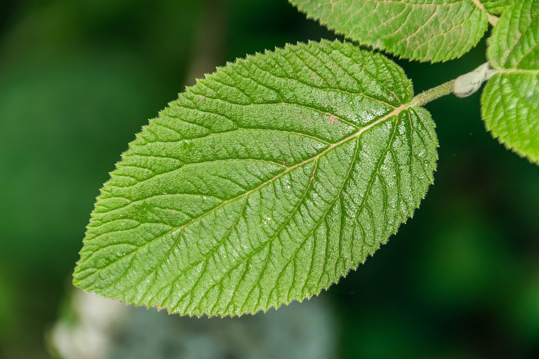 Wayfaring tree