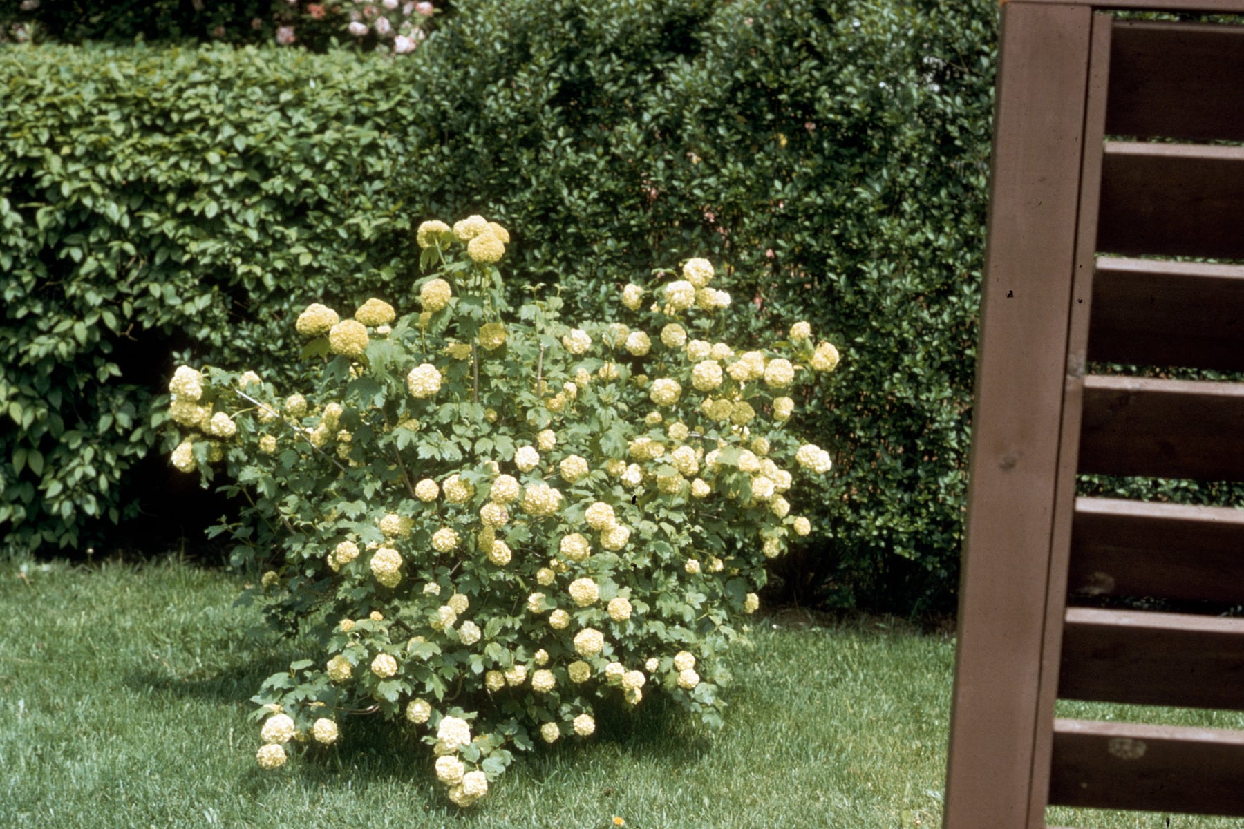 Roseum (snowball)