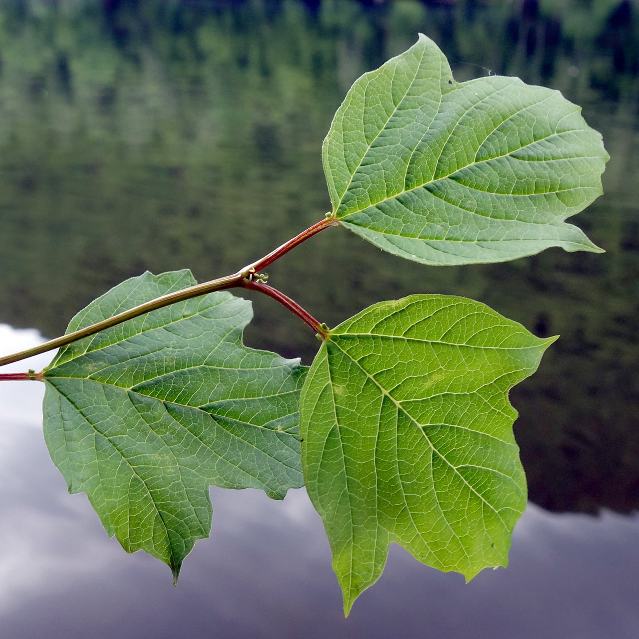 Guelder rose