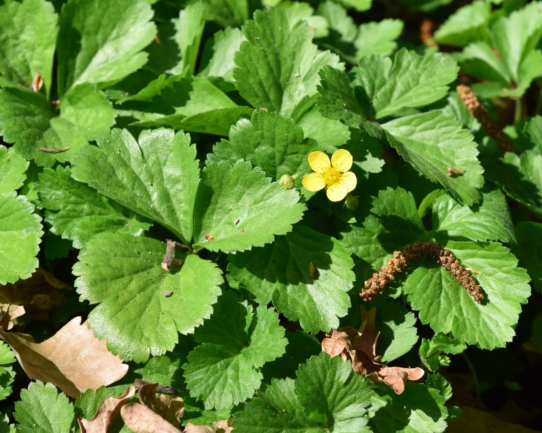 Siberian barren strawberry
