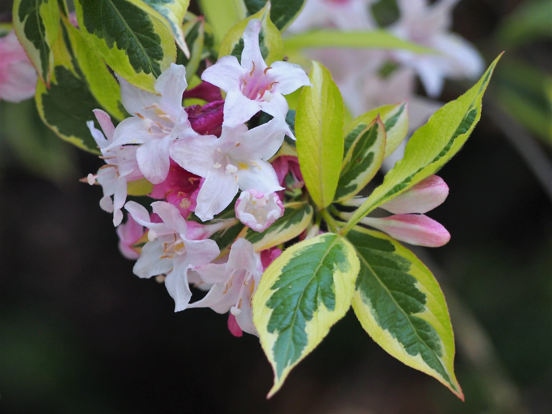 Variegata