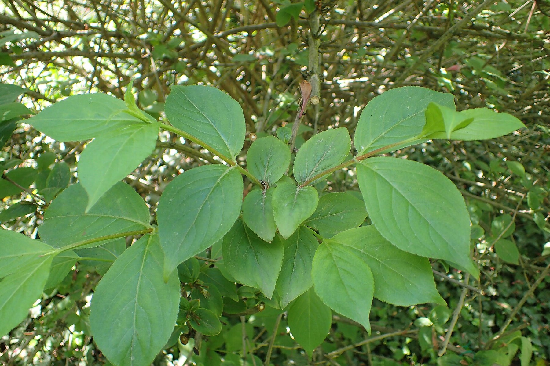 Weigela