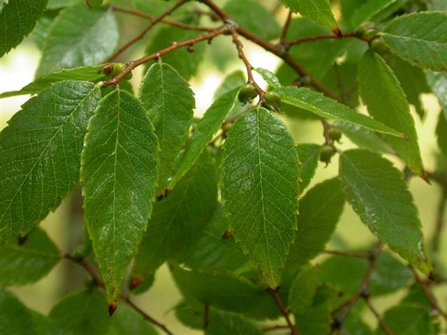 Japanese zelkova