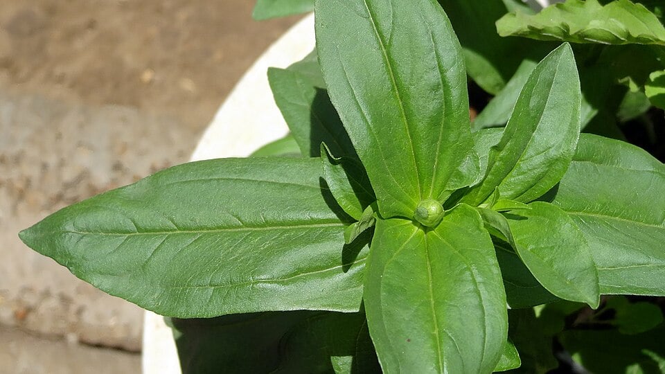 Common zinnia